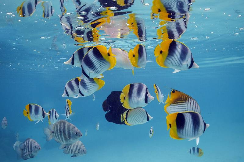 Nằm Mơ Thấy Cá Đánh Con Gì? Gợi Ý Con Số Đánh Bao Trúng 1 Cá – Biểu tượng phong thủy và điềm báo tiềm thức