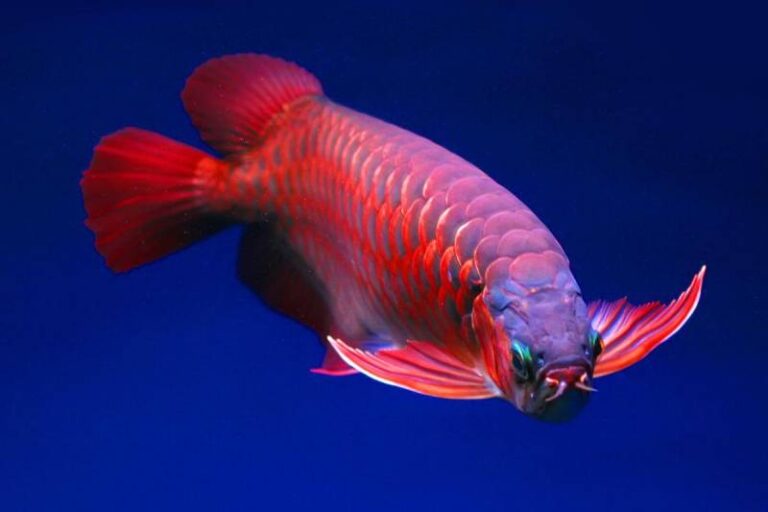 Nằm Mơ Thấy Cá Đánh Con Gì? Gợi Ý Con Số Đánh Bao Trúng 50 Nằm Mơ Thấy Cá Đánh Con Gì? Gợi Ý Con Số Đánh Bao Trúng