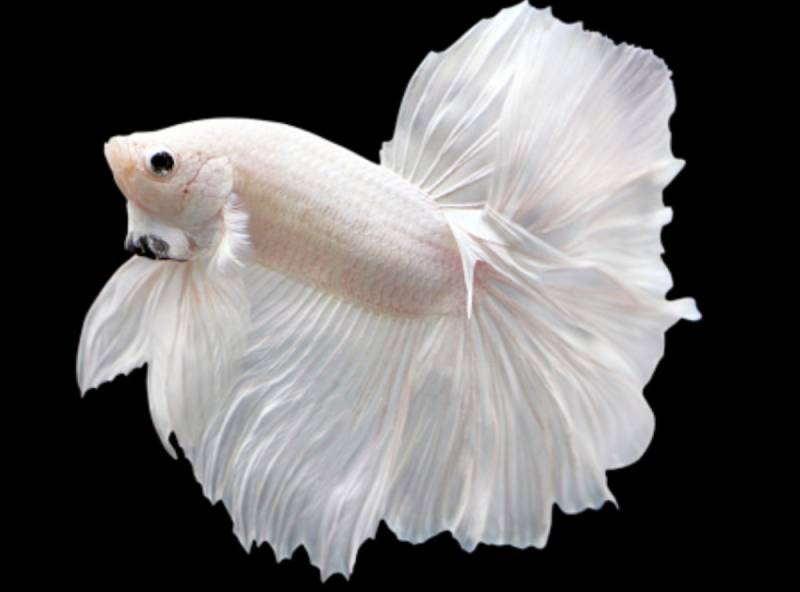 Nằm Mơ Thấy Cá Đánh Con Gì? Gợi Ý Con Số Đánh Bao Trúng 3 Ngủ mơ thấy cá trắng